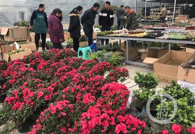 市民花市選“年貨” 春節(jié)花卉銷售火爆，禮品花卉走俏市場