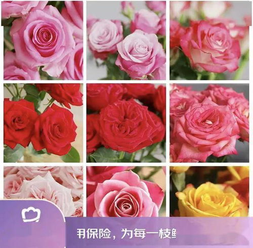 京東鮮花新花樣 615生活鮮花節(jié)創(chuàng)新高，引領動態(tài)禮品花卉銷售新趨勢