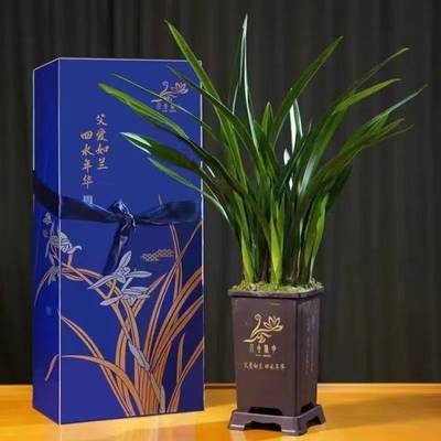 父愛如蘭 一束芬芳里的深情，花農(nóng)笑顏中的豐收